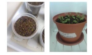 Cultivo de Arabidopsis