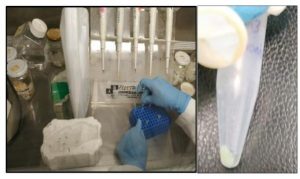 Ensamblaje de PCR para obtención de ADN de Bactris