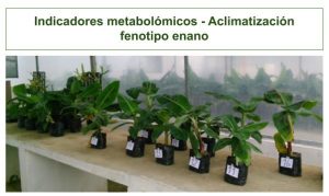 Indicadores metabolómicos - Aclimatización fenotipo enano
