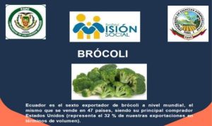 Infografia sobre el Cultivo de Brócoli
