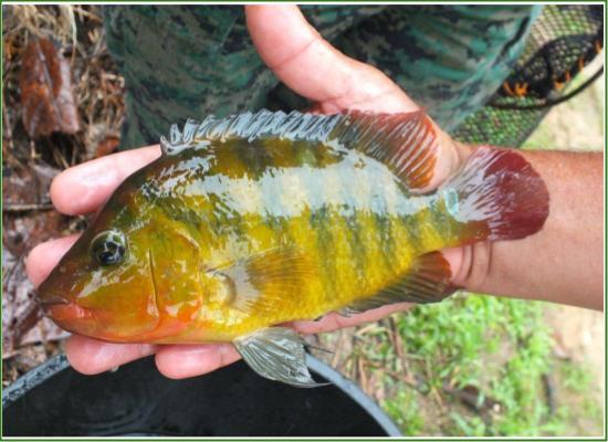 LAC6
